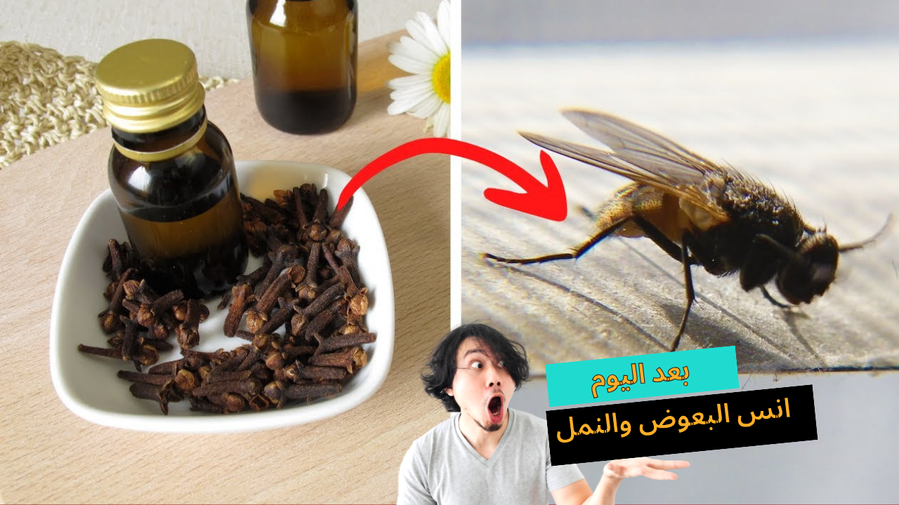 ضع هذا في منزلك ولن ترى الذباب أو البعوض مرة أخرى